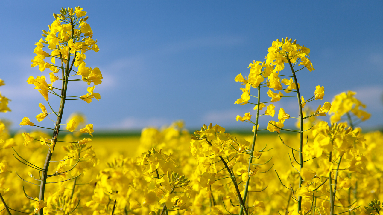 Richardson’s Yorkton canola crush plant currently processes more than one million metric tonnes of canola annually. Credit: Piece of Cake / Shutterstock.